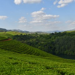Zimbabwe-Eastern Highlands Tea Plantations-05 Eastern Highlands Tea Plantations