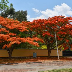 Zimbabwe-Harare-Flamboyant trees 02 Harare, Flamboyant