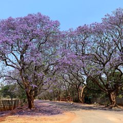 Zimbabwe-Harare-Jacarandas-02 Harare, Jacarandas