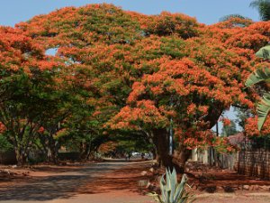 Zimbabwe Nov 2015