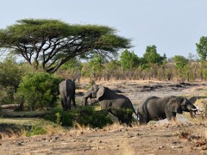 Zimbabwe Nov 2018