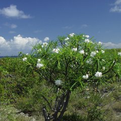 Anguilla East end 4 Scrub on east end of Anguilla