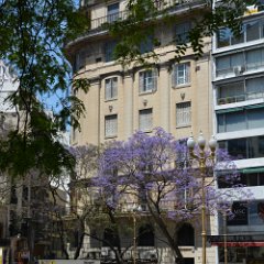 Argentina-Buenos Aires-Plaza Gral San Martin 01-Florida-Jacaranda Buenos Aires-Plaza Gral San Martin 01-Florida-Jacaranda