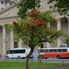 Argentina-Buenos Aires-Plaza de Mayo-Flowering Tree Buenos Aires-Plaza de Mayo-Flowering Tree