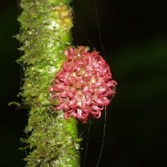 Monteverde - National Park 04 - Flower Monteverde, parasitic flower