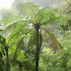Monteverde - National Park 05 Monteverde, tree ferns