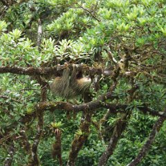 St Elena - National park 17 - Sloth Sloth in St. Elena National Park