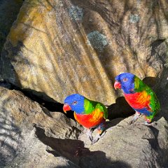 Guadeloupe 202402 - Botanical Gardens 02 - Lorikeets Lorikeets