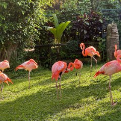 Guadeloupe 202402 - Botanical Gardens 10 - Flamingos Flamingos botanical gardens