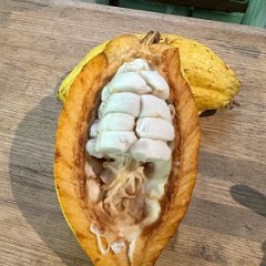 Guadeloupe 202402 - Maison de Cacao 09 - Ripe pod cut open Ripe cacao pod