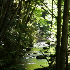 Goldstream Park 04 Goldstream Park, Goldstream river