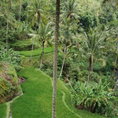 Bali - Gunung Kawi - Rice fields 03 Bali - Rice fields near Gunung Kawi