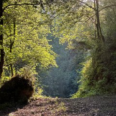 France 202407 - Campsite 05 Forrest
