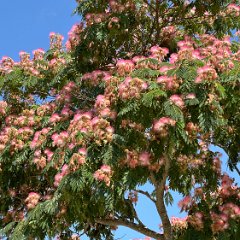 France 202407 - St Marsal 01 ST Marsal - Flowering Tree