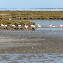 2022 Camargue - Flamingos 05 Camargue - Flamingos
