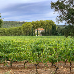 2022 Gassin 03 - Vineyard Gassin
