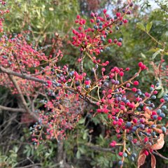Spain and France 202509 - 020 - Terrebinth tree Terebinth tree