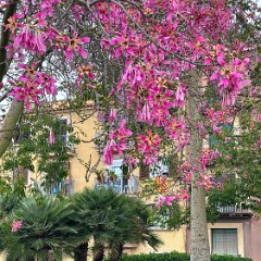 Spain and France 202509 - 047 - Tarragona - Floss silk tree Tarragona Floss silk tree
