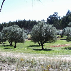 Port Olive Grove Olive Grove