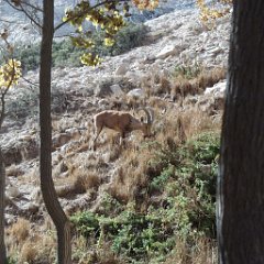 Ein Avedat 5 Ibex Ein Avedat Ibex